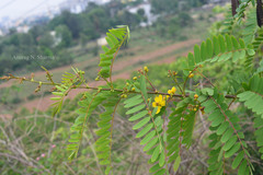 Cassia montana